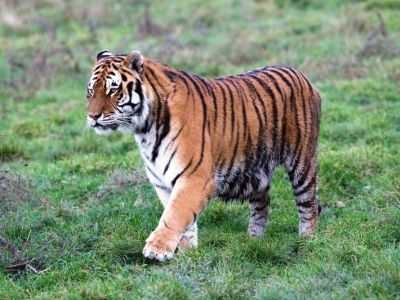 Oáza sibírskeho tigra - Kostolná pri Dunaji